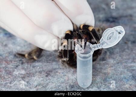 Francia, Parigi, Museo Nazionale di Storia Naturale, Mygalomorphae, Theraphosidae, prelievo di venom su un messicano redknee tarantula (Brachypelma smithi) Foto Stock