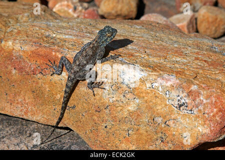 Roccia maschio Agama Agama atra testa con diminuita la colorazione di allevamento montagne Cederberg Provincia del Capo Sud Africa Foto Stock