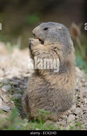 Francia, Savoie, Alpine marmotta (Marmota) mangiare la frutta Foto Stock