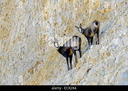 Francia, Doubs, Mathey, Camosci (Rupicapra rupicapra) operante in una carriera ancora in operazione, femmine e giovani cliff Foto Stock