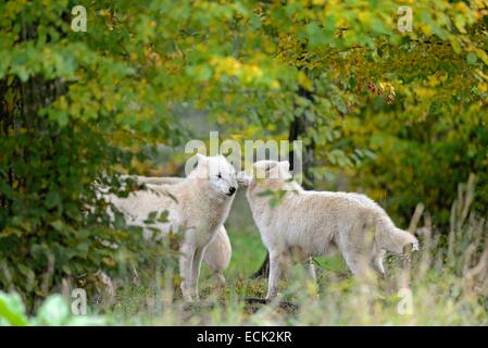 Francia, della Mosella, Animal Park Saint Croix, Rodi, Alaska Lupo (Canis lupus tundrarum), adulti testa a testa Foto Stock