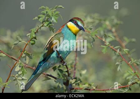 Francia, Giura, bassa valle del Doubs, petit noir, European Bee eater (Merops apiaster) colonia di uccelli nidificanti nelle banche del Doubs Foto Stock