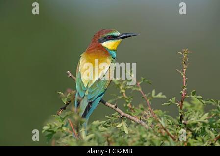 Francia, Giura, bassa valle del Doubs, petit noir, European Bee eater (Merops apiaster) colonia di uccelli nidificanti nelle banche del Doubs Foto Stock