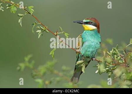 Francia, Giura, bassa valle del Doubs, petit noir, European Bee eater (Merops apiaster) colonia di uccelli nidificanti nelle banche del Doubs Foto Stock