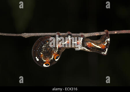 Moth caterpillar Aarey colonia di latte, Mumbai, India Foto Stock