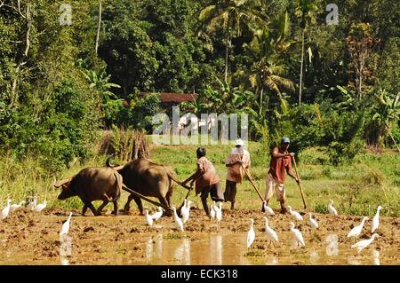 Sri Lanka, Ella, uomo che lavora con ox-cart nel fango di piantagione Foto Stock