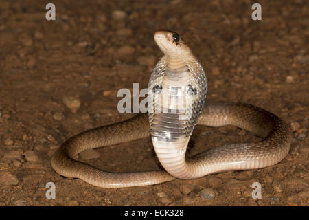 Spectacled cobra Naja naja Famiglia: Elaphidae, Aarey colonia di latte, Mumbai, India Foto Stock