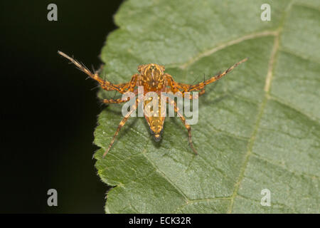 LYNX SPIDER, Hamadrus sp. Famiglia Aarey OXYOPIDAE colonia di latte, Mumbai, India. Caratterizzata dalla presenza di spine sulle gambe Foto Stock