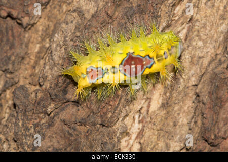 Moth caterpillar Aarey colonia di latte, Mumbai, India Foto Stock