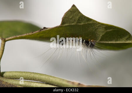 Ortica famiglia caterpillar: , Aarey colonia di latte, Mumbai, India Foto Stock