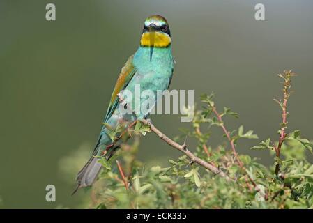 Francia, Giura, bassa valle del Doubs, petit noir, European Bee eater (Merops apiaster) colonia di uccelli nidificanti nelle banche del Doubs Foto Stock