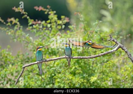 Francia, Giura, bassa valle del Doubs, petit noir, European Bee eater (Merops apiaster) colonia di uccelli nidificanti nelle banche del Doubs Foto Stock