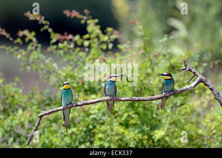 Francia, Giura, bassa valle del Doubs, petit noir, European Bee eater (Merops apiaster) colonia di uccelli nidificanti nelle banche del Doubs Foto Stock