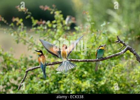 Francia, Giura, bassa valle del Doubs, petit noir, European Bee eater (Merops apiaster) colonia di uccelli nidificanti nelle banche del Doubs Foto Stock