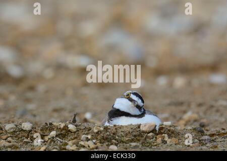 Francia, Doubs, Brognard, bird, poco inanellato Plover (Charadrius dubius), nesting su una piattaforma industriale durante lo scavo della ZAC Technoland 2 sul set di Brognard Foto Stock