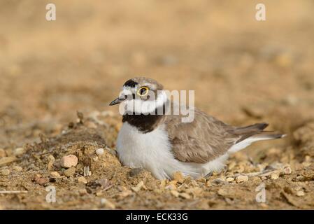 Francia, Doubs, Brognard, bird, poco inanellato Plover (Charadrius dubius), nesting su una piattaforma industriale durante lo scavo della ZAC Technoland 2 sul set di Brognard Foto Stock