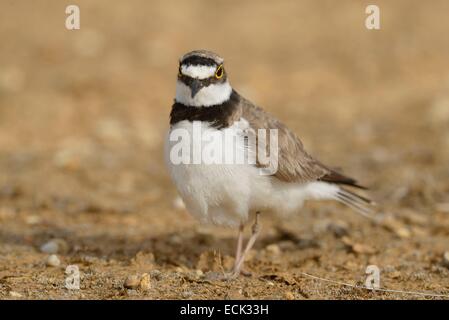 Francia, Doubs, Brognard, bird, poco inanellato Plover (Charadrius dubius), nesting su una piattaforma industriale durante lo scavo della ZAC Technoland 2 sul set di Brognard Foto Stock