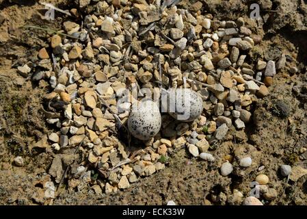 Francia, Doubs, Brognard, bird, poco inanellato Plover (Charadrius dubius), nesting su una piattaforma industriale durante lo scavo della ZAC Technoland 2 sul set di Brognard, recante due uova nel nido prevista in una procedura in prestito in terra Foto Stock