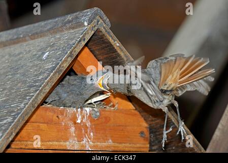 Francia, Doubs, codirosso spazzacamino (Phoenicurus ochruros), alimentando i quattro pulcini per femmina la cui nest era in una scatola di nido installato conctruit dsous carport Foto Stock