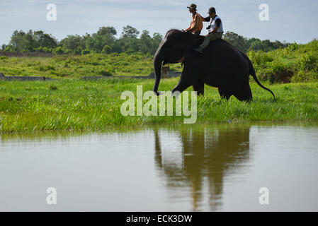 Equitazione elefante per il visitatore a Elephant Conservation Centre, modo Kambas Parco Nazionale. Foto Stock