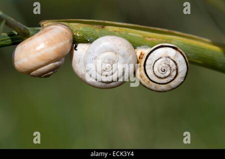 Bianchi Italiani lumaca o bianco garden (Lumaca Theba pisana) Foto Stock