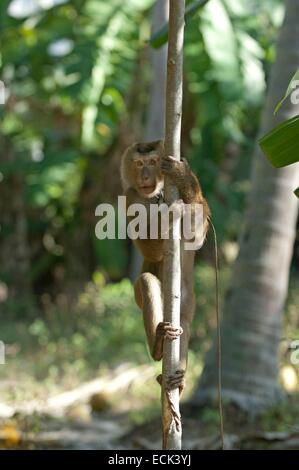 Thailandia Koh Samui, il raccolto di noci di cocco con la parte settentrionale di pig-coda Macaque (Macaca leolina) Foto Stock