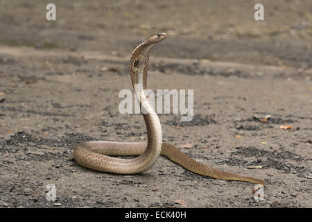 Spectacled cobra Naja naja Famiglia: Elaphidae, Aarey colonia di latte, Mumbai, India Foto Stock