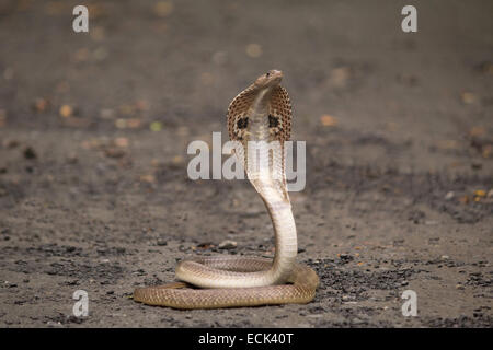 Spectacled cobra Naja naja Famiglia: Elaphidae, Aarey colonia di latte, Mumbai, India Foto Stock