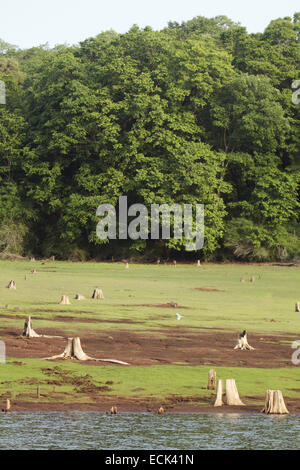 Fiume tern Sterna aurantia al serbatoio Bhadra in Karnataka. Questo è uno dei pochi siti di nidificazione di questa specie Foto Stock