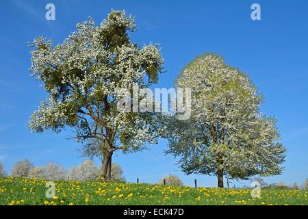 Francia, Doubs, Allenjoie, ciliegia e pera fiorisce in un pascolo coperto con fiori di tarassaco (Taraxacum officinale). Altopiano Brognard Foto Stock