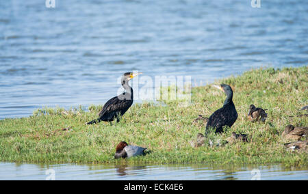 Cormorano, Phalacrocarax appoggiata dal Llobregat delta zone umide Foto Stock