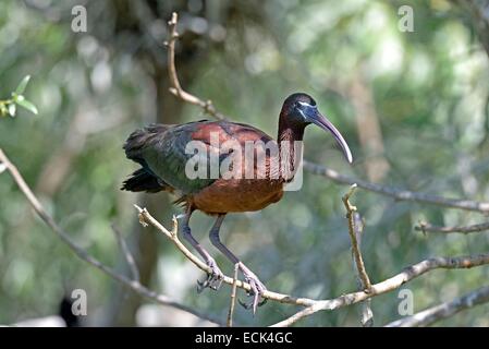 La Romania, il Delta del Danubio elencati come patrimonio mondiale dall' UNESCO, ibis lucido (Plegadis falcinellus) appollaiato vicino il suo nido Foto Stock