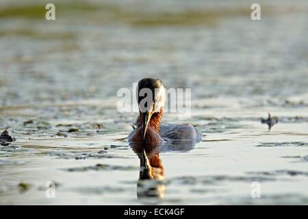 La Romania, il Delta del Danubio elencati come patrimonio mondiale dall' UNESCO, Rosso Colli svasso (Podiceps grisegena) sul suo lago di nesting Delta Foto Stock