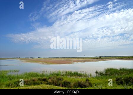 La Romania, il Delta del Danubio sono classificati come patrimonio mondiale dall'UNESCO, la palude di acqua salata vicino al villaggio di Letea Foto Stock