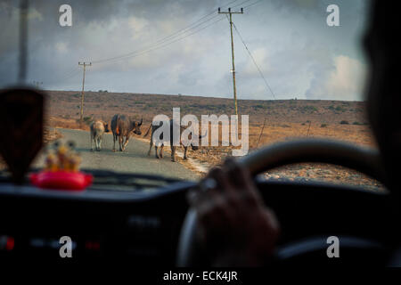 Una piccola mandria di bestiame che cammina su una strada rurale di fronte ad un'auto in movimento a Mondu, Kanatang, Sumba orientale, Isola di Sumba, Nusa Tenggara orientale, Indonesia. Foto Stock