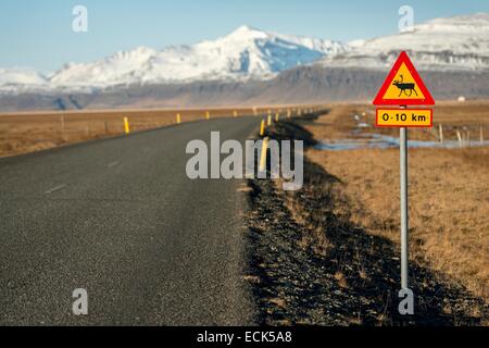 L'Islanda, regione Austurland, firmare le renne sulla strada numero uno Foto Stock