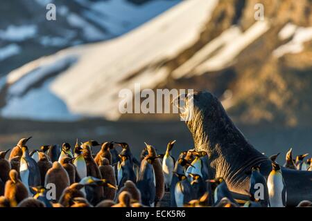 Sud Atlantico, Isola Georgia del Sud, guarnizione di elefante (Mirounga leonina), maschio Foto Stock