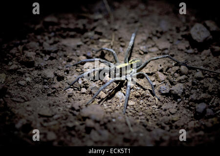 Wolf spider Lycosa sp. Famiglia: Lycosidae levetta la loro preda come lupi di notte Foto Stock