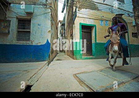 Il Kenya, l'arcipelago di Lamu, Lamu, uomo su donkey attraverso le strette strade Foto Stock