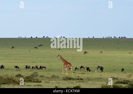 Kenia Masai Mara riserva nazionale, Girafe masai (Giraffa tippelskirchi cameleopardalis) e GNU (Connochaetes taurinus)s in pianura Foto Stock