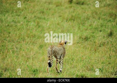 Kenia Masai Mara riserva nazionale, ghepardo (Acinonyx jubatus) avviso nella savana pronto ad inseguire per un kill Foto Stock