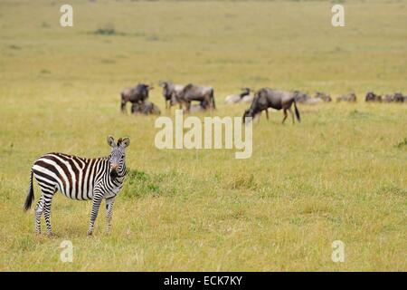 Kenia Masai Mara riserva nazionale, Grant's zebra (Equus burchelli granti) nelle praterie e GNU (Connochaetes taurinus) nella parte posteriore Foto Stock