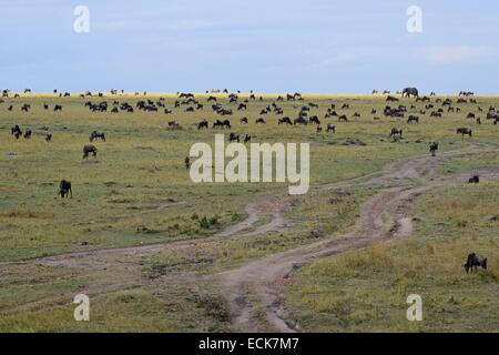 Kenia Masai Mara riserva nazionale, elefante africano (Loxodonta africana) e GNU (Connochaetes taurinus) nelle praterie Foto Stock