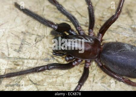Francia, Araneae, Segestriidae, tubo spider web o in cantina spider (Segestria florentina), Autotomy Foto Stock