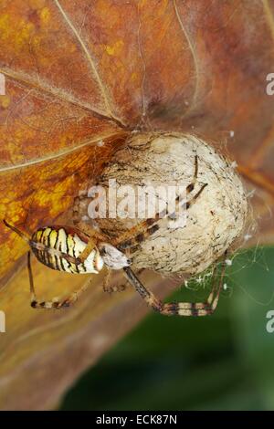 Francia, Araneae, Araneidae, Wasp spider (Argiope bruennichi), femmina e il suo bozzolo Foto Stock