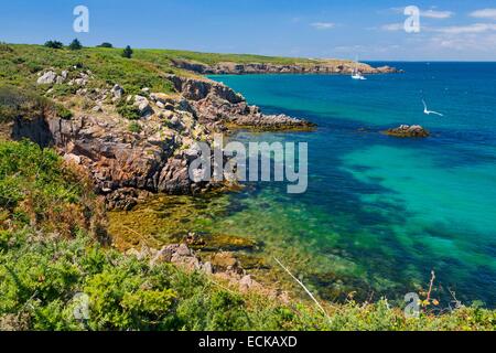 Francia, Morbihan, il Ponant isole, l'isola di Houat, escursione lungo la costa nord di fronte al Golfo di Morbihan Foto Stock