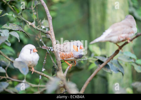 Zebra finch, taeniopygia guttata appeso su un bastone Foto Stock
