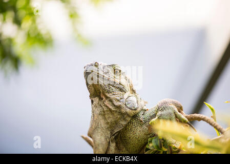 Grossa iguana con punte in tutto il suo corpo Foto Stock