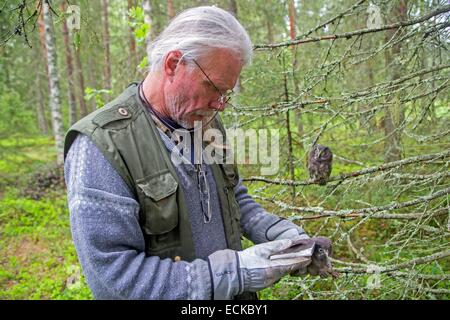 Finlandia, area di Kuhmo, Kajaani, boreale gufo o civetta capogrosso (Aegolius funereus), un resercher mesuring è l'ala di un uccello giovane Foto Stock