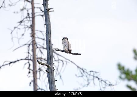 Finlandia, area di Kuhmo, Kajaani, Northern hawk-civetta (surnia ulula), giovane appena fuori del nido arroccato su un vecchio pino Foto Stock